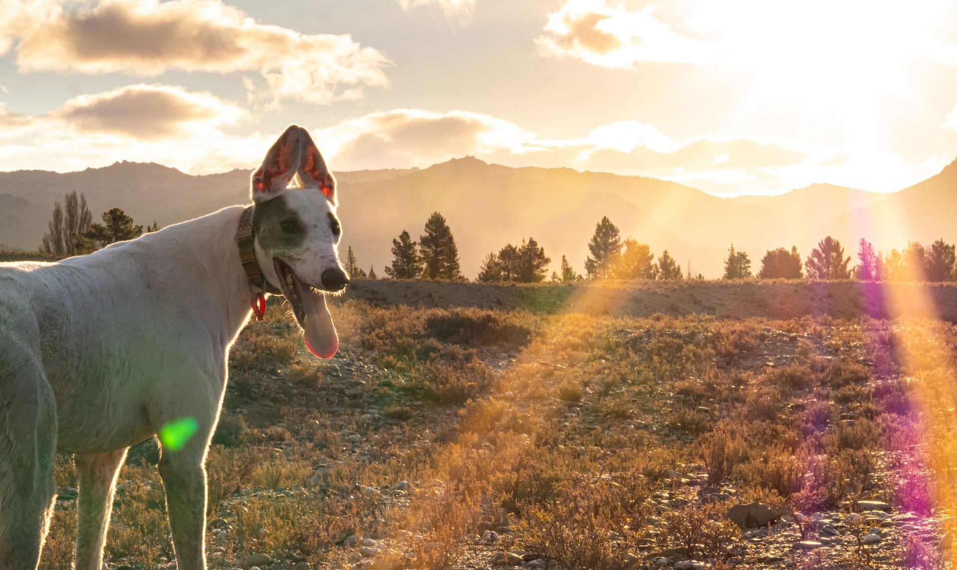 A white Greyhound stands in a field at sunset.