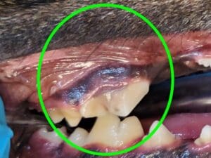  When a dog fractures a tooth from chewing, it is usually one of the carnassial teeth (upper fourth premolars and lower first molars).