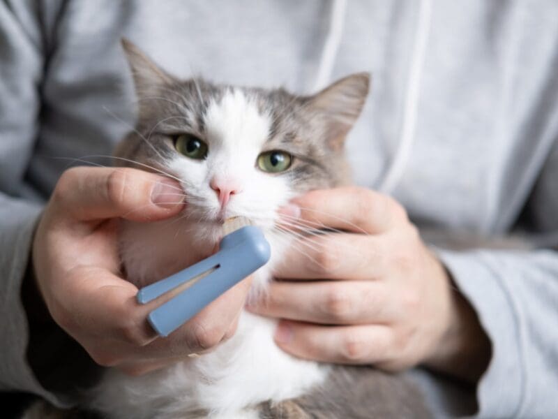A cat receiving dental care
