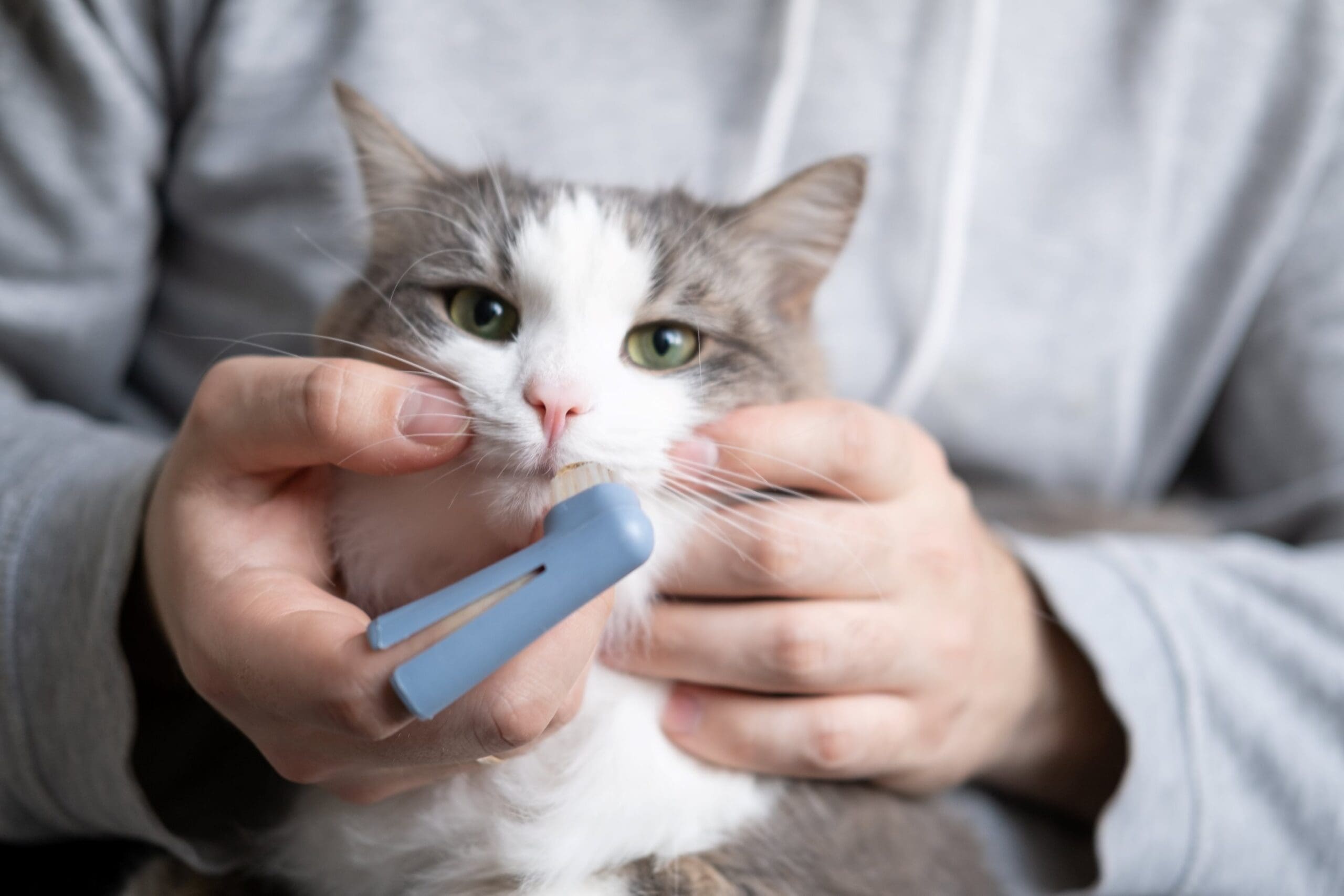 A cat receiving dental care