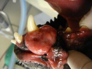 Canine acanthomatous amelolastoma