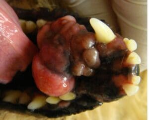 Malignant melanoma in a dog