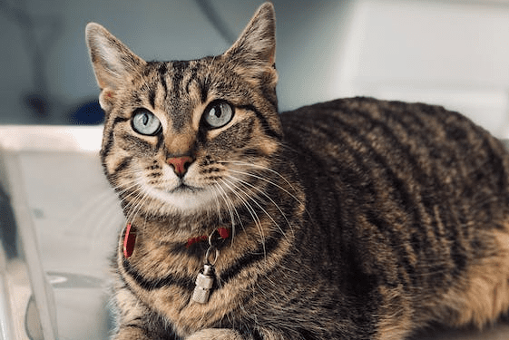cat on metal table at vet's office