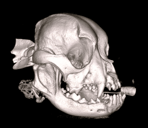 brachycephalic dog