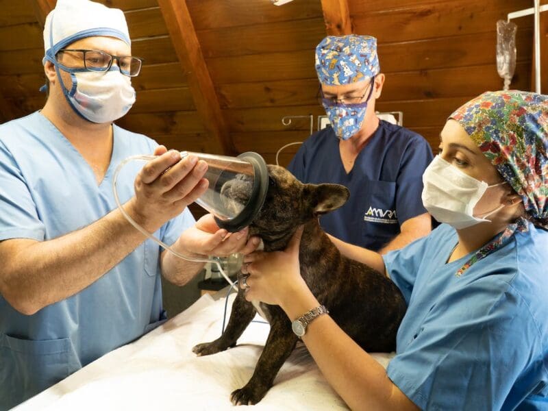 vets giving black dog anesthesia