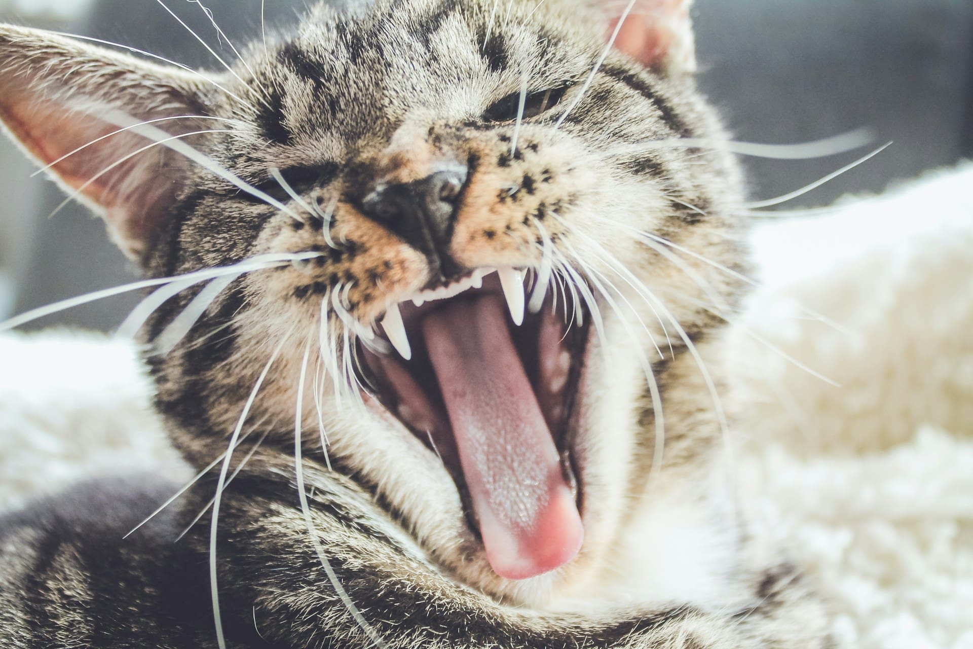 tabby cat yawning