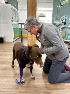Dr. Redman examining a medium sized brown dog 