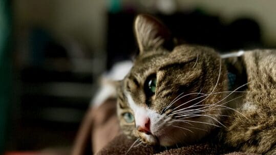 cat lying on bed relaxing after cat stomatitis treatment