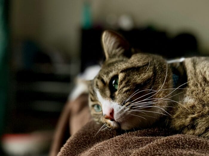 cat lying on bed relaxing after cat stomatitis treatment