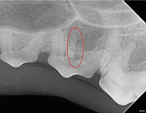 triple rooted upper third premolar in dogs