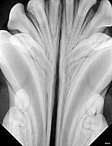 radiograph showing extra incisor