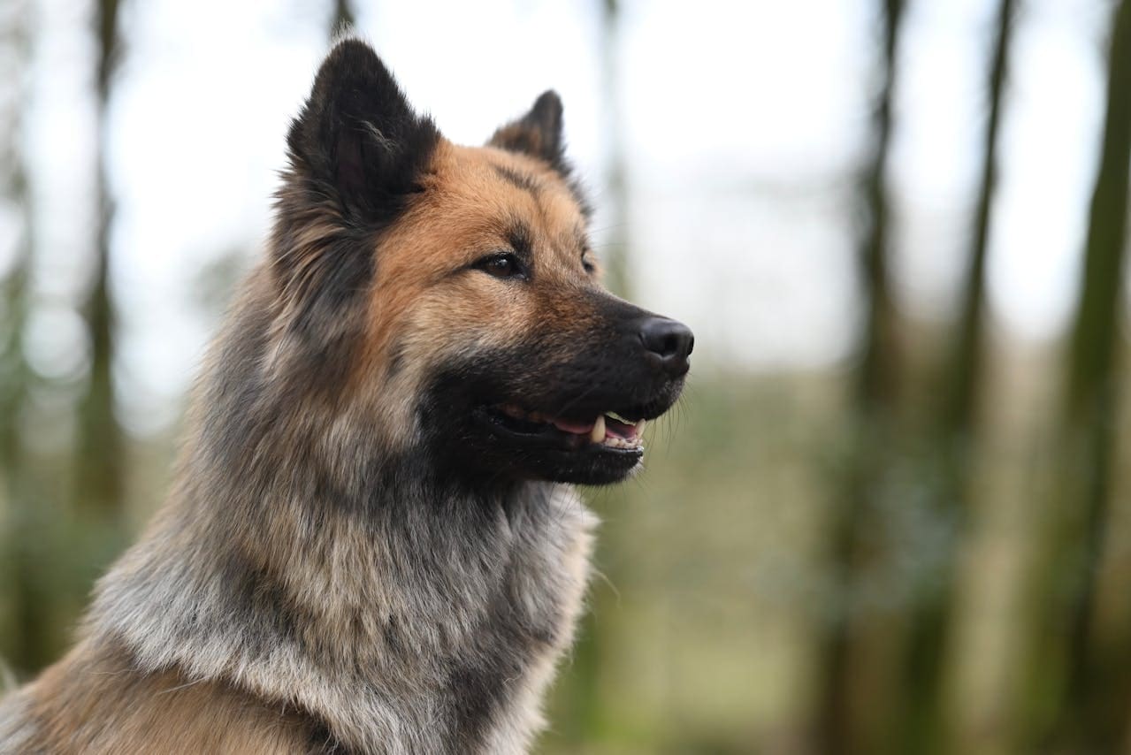 Photo of adult tan dog with black ears in a wooded area, staring to the side of the image