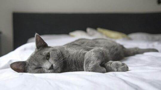 gray cat sleeping on bed