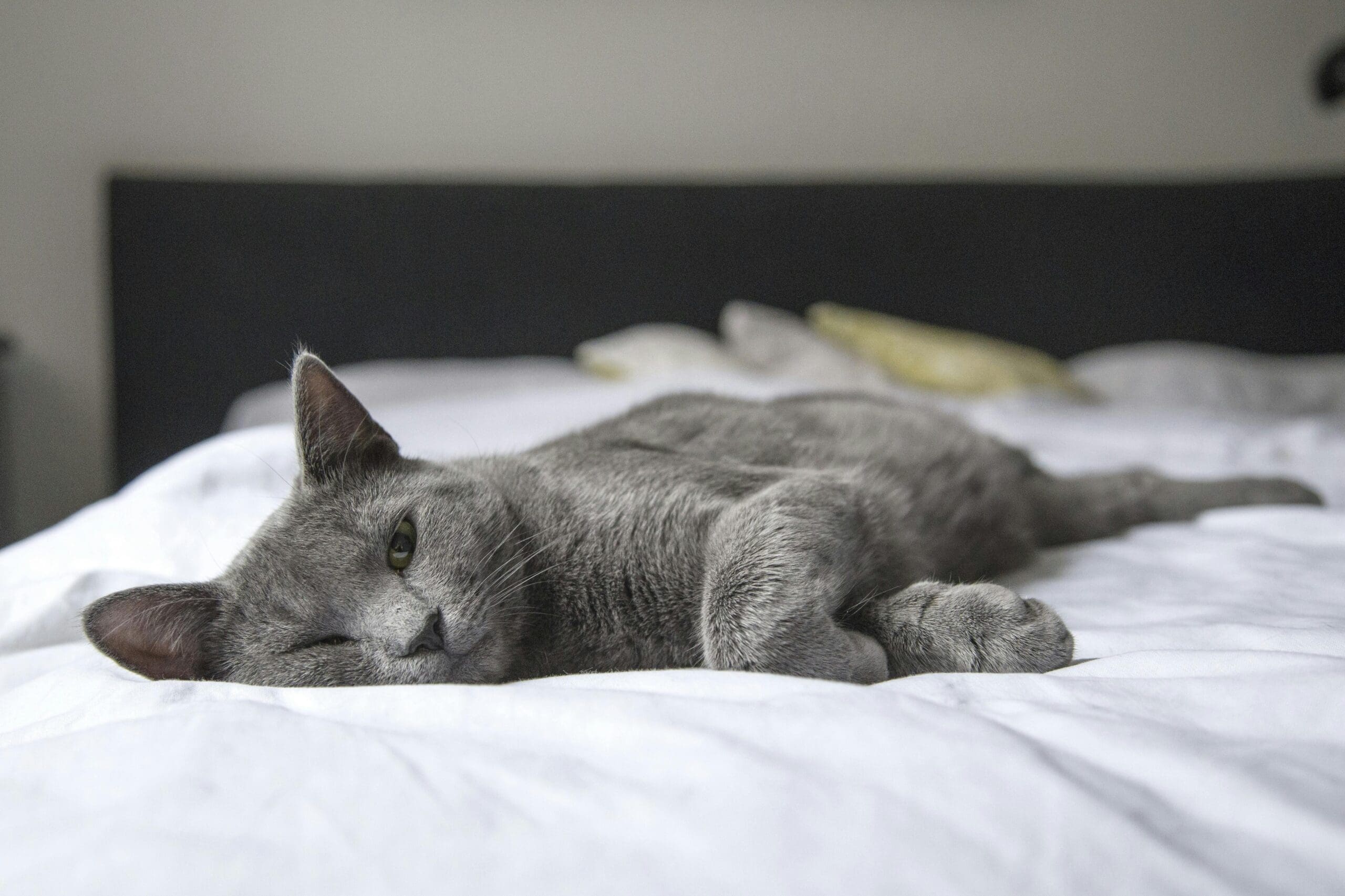 gray cat sleeping on bed