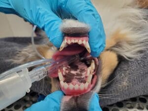 Photo of dog teeth showing staining with enamel defect