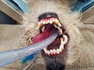 Photo of dog teeth that shows staining without enamel defect