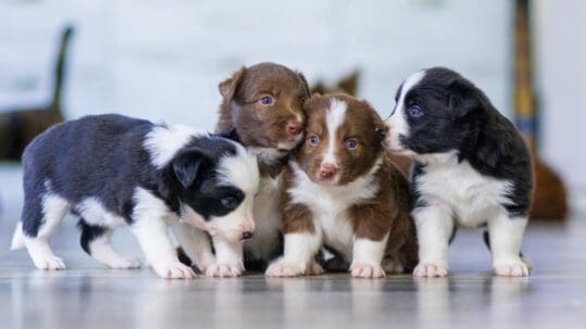 black and brown puppies huddled together