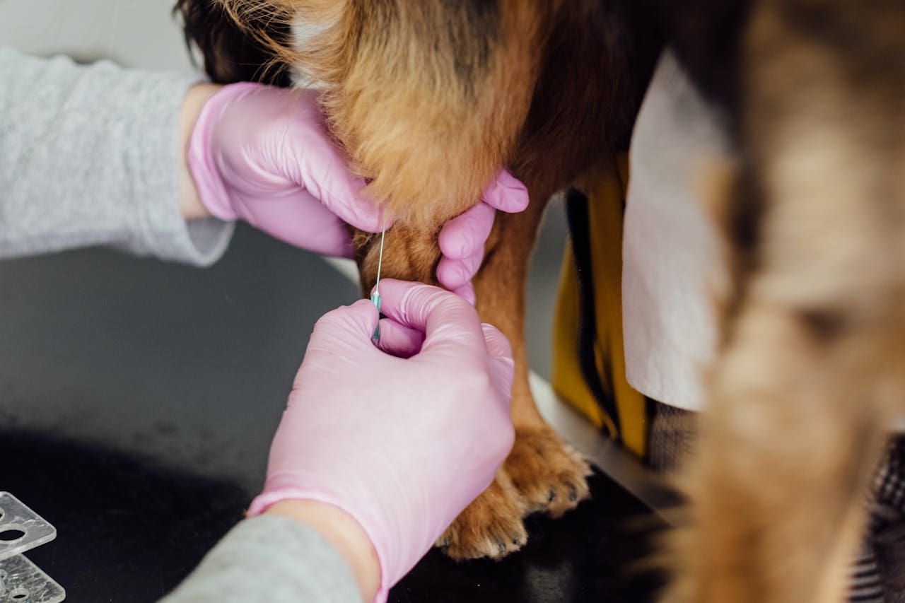 brown dog getting blood drawn