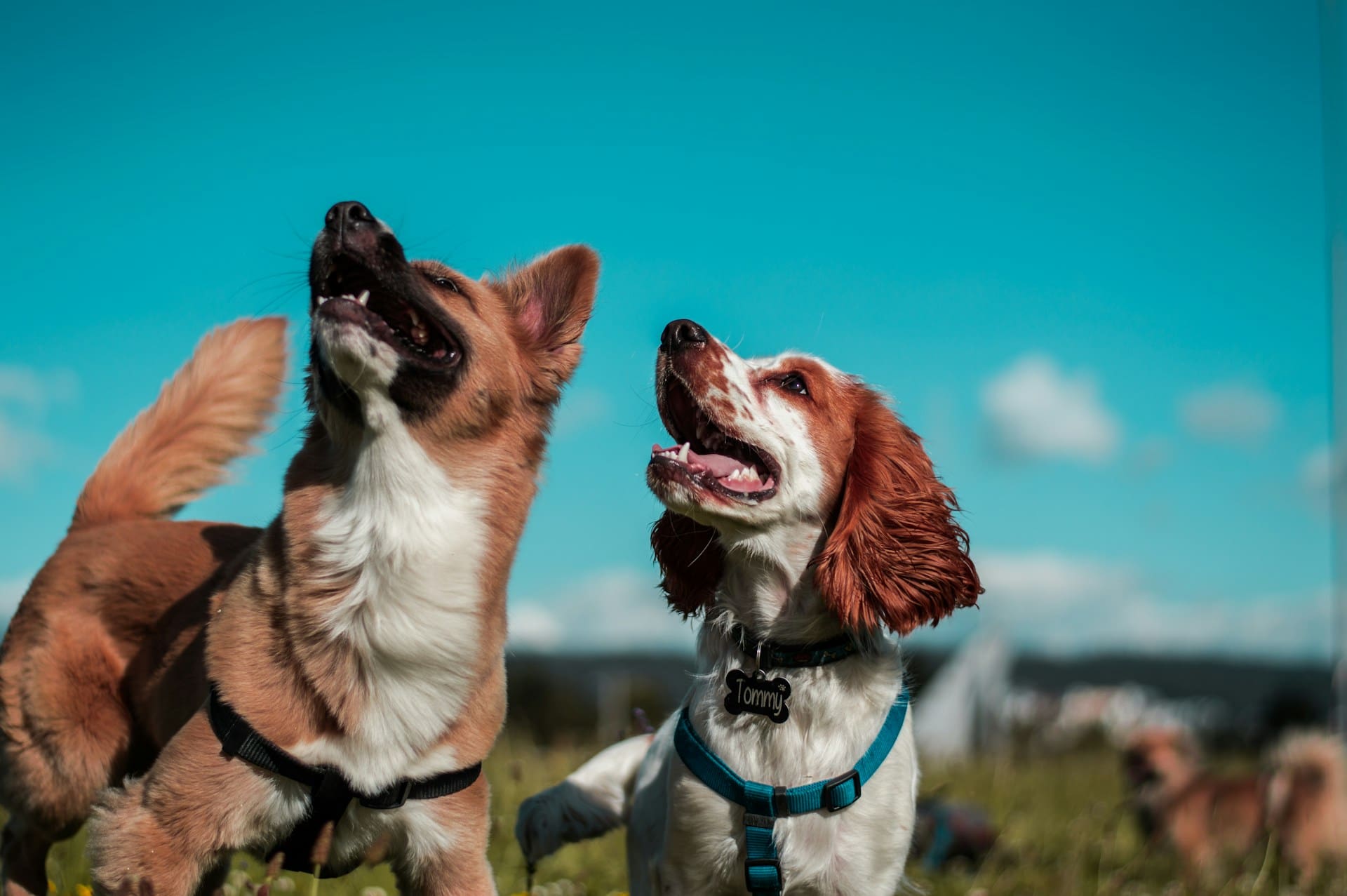 two dogs smiling on leashes standing in park