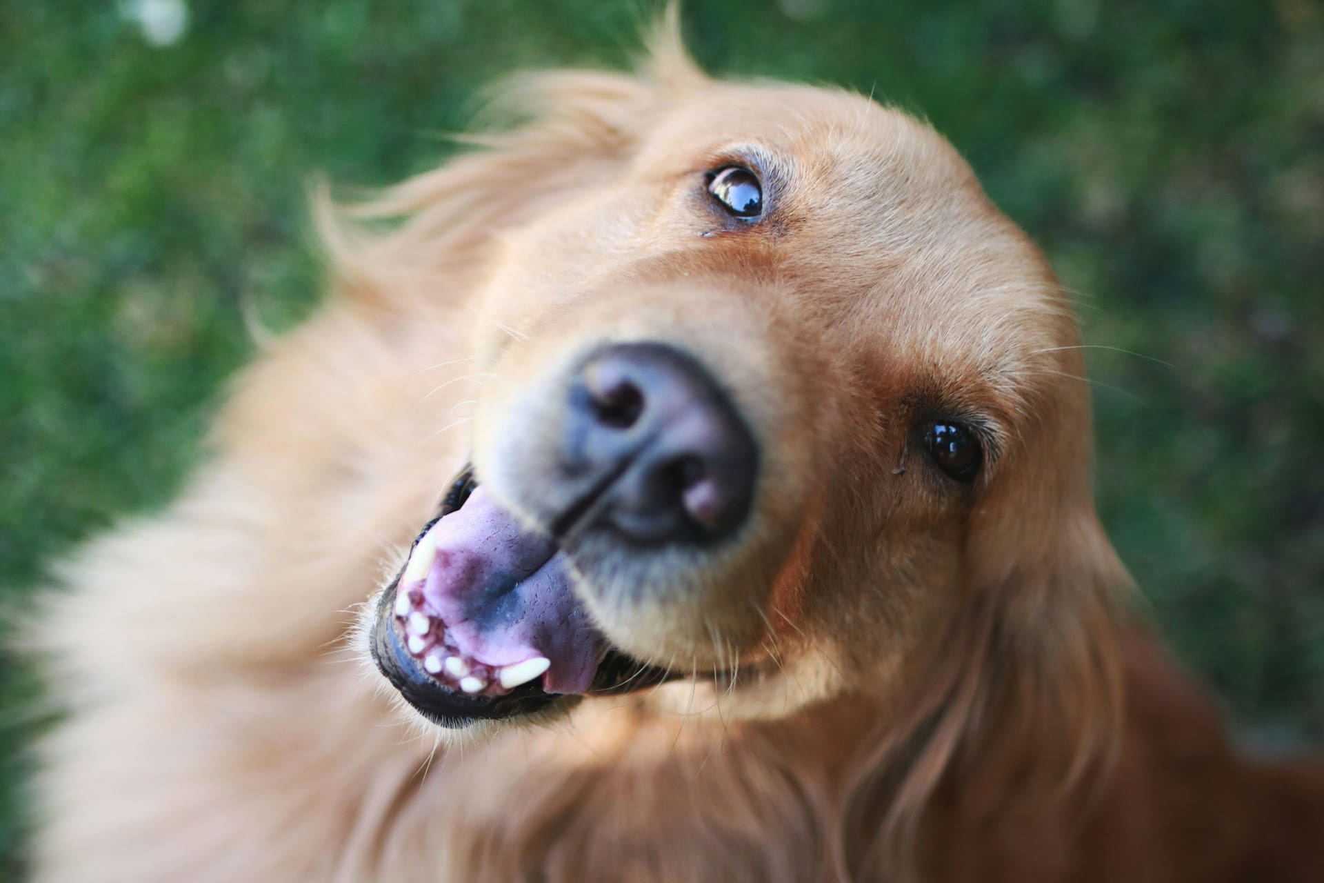 golden retriever dog smiling up at camera after receiving treatment for enamel defects in dogs