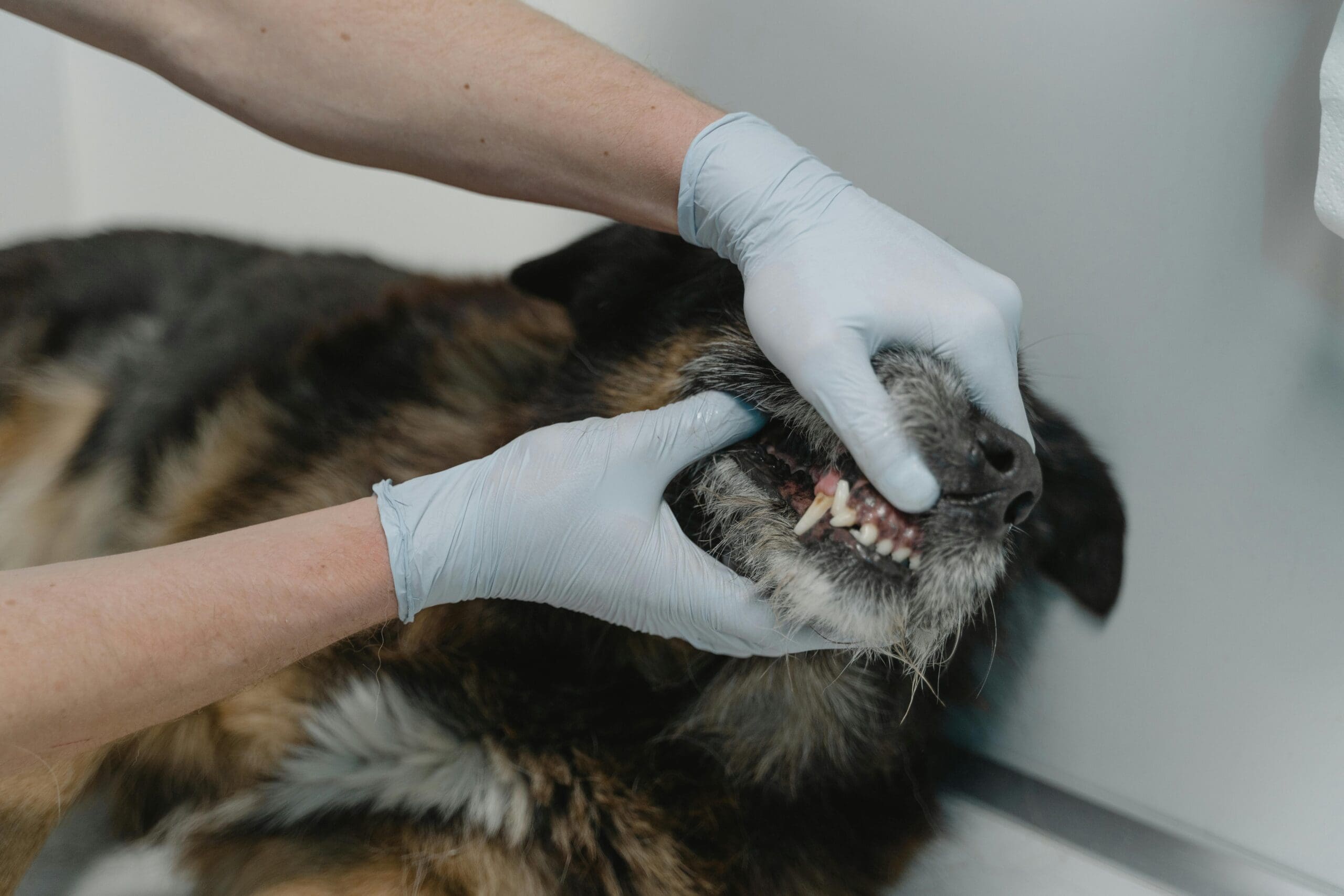 signs of tooth abscess in your dog; A dog has teeth examined by a veterinary dentist