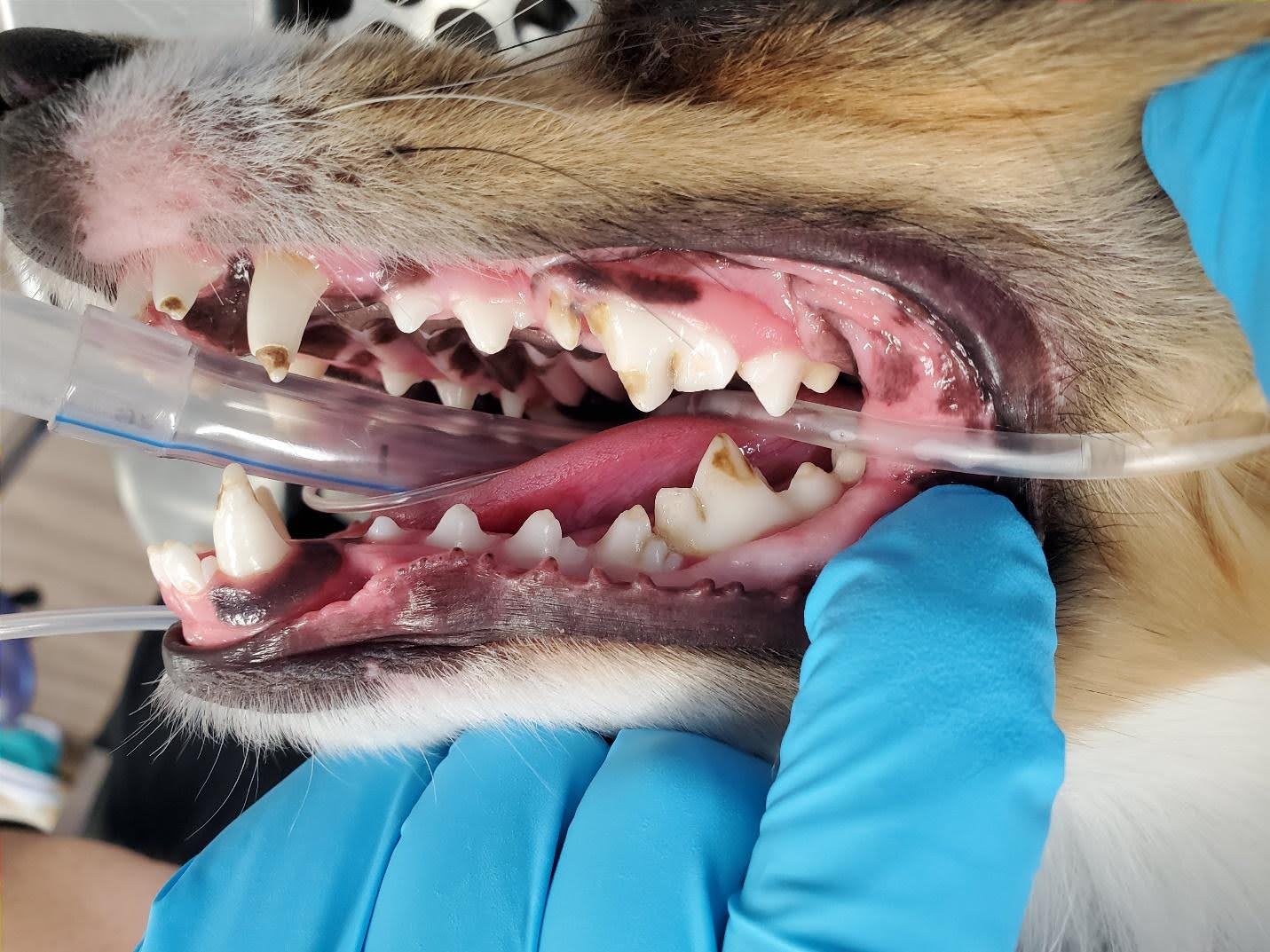 Enamel Defects in Dogs: A Guide