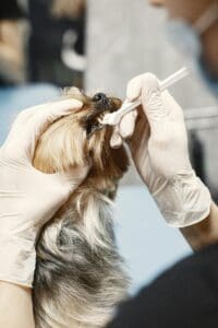 A small dog having teeth brushed at vet dental cleaning appointment