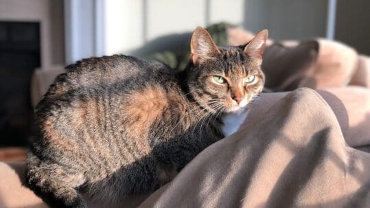 A striped brown cat resting comfortably on blankets after oral surgery.