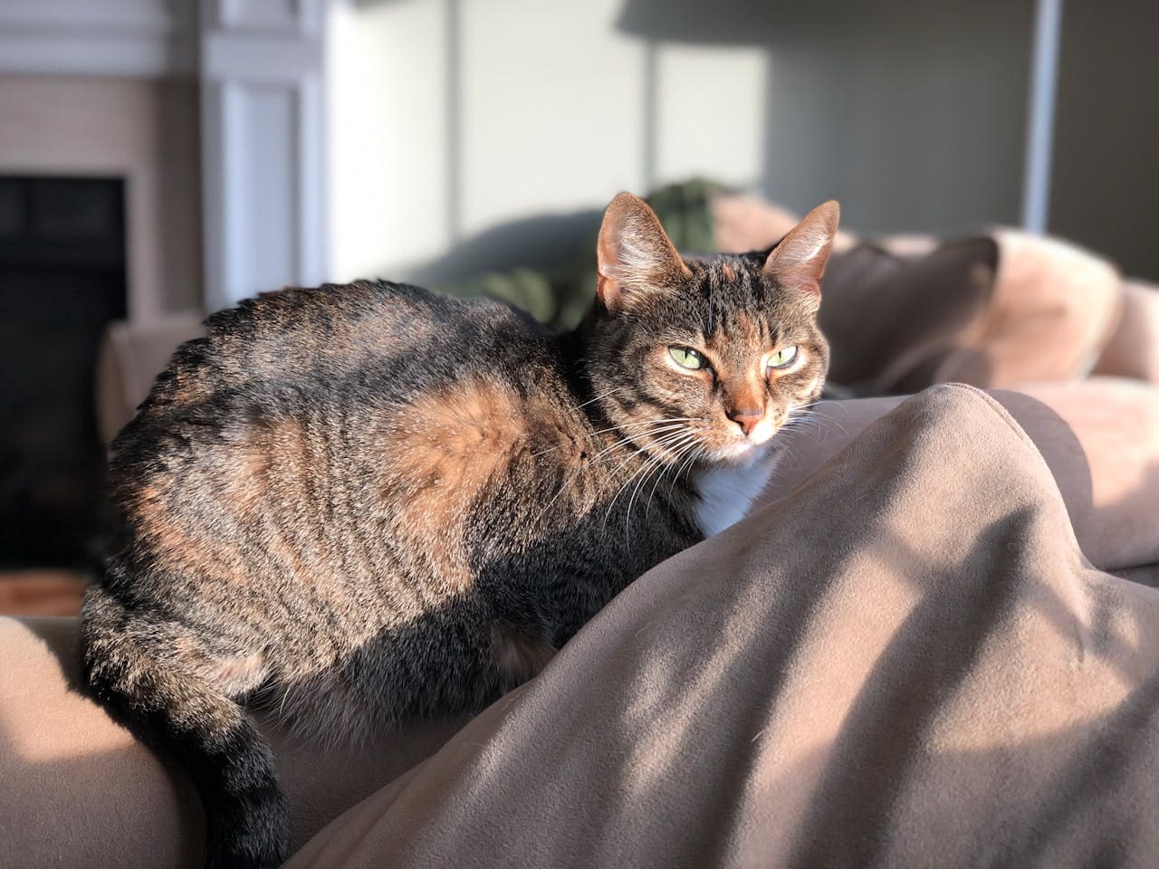A striped brown cat resting comfortably on blankets after oral surgery.