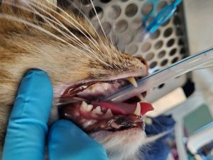 A cat under anesthesia with a premolar malocclusion