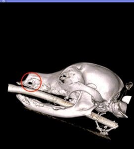 oral-nasal fistulas in dogs