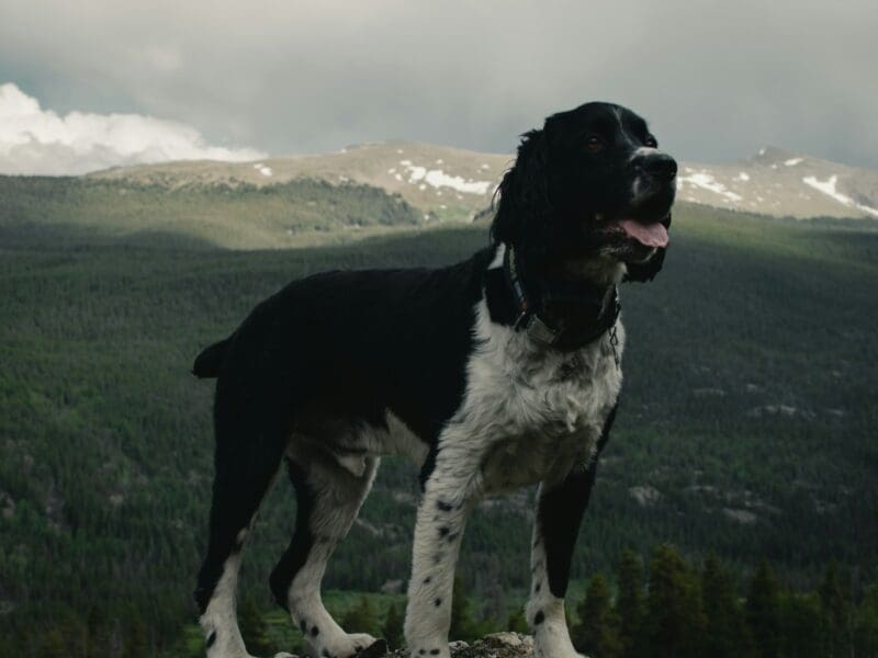 Veterinary anesthesiologists are veterinarians who have completed additional education and passed an exam to become board-certified in anesthesia.
