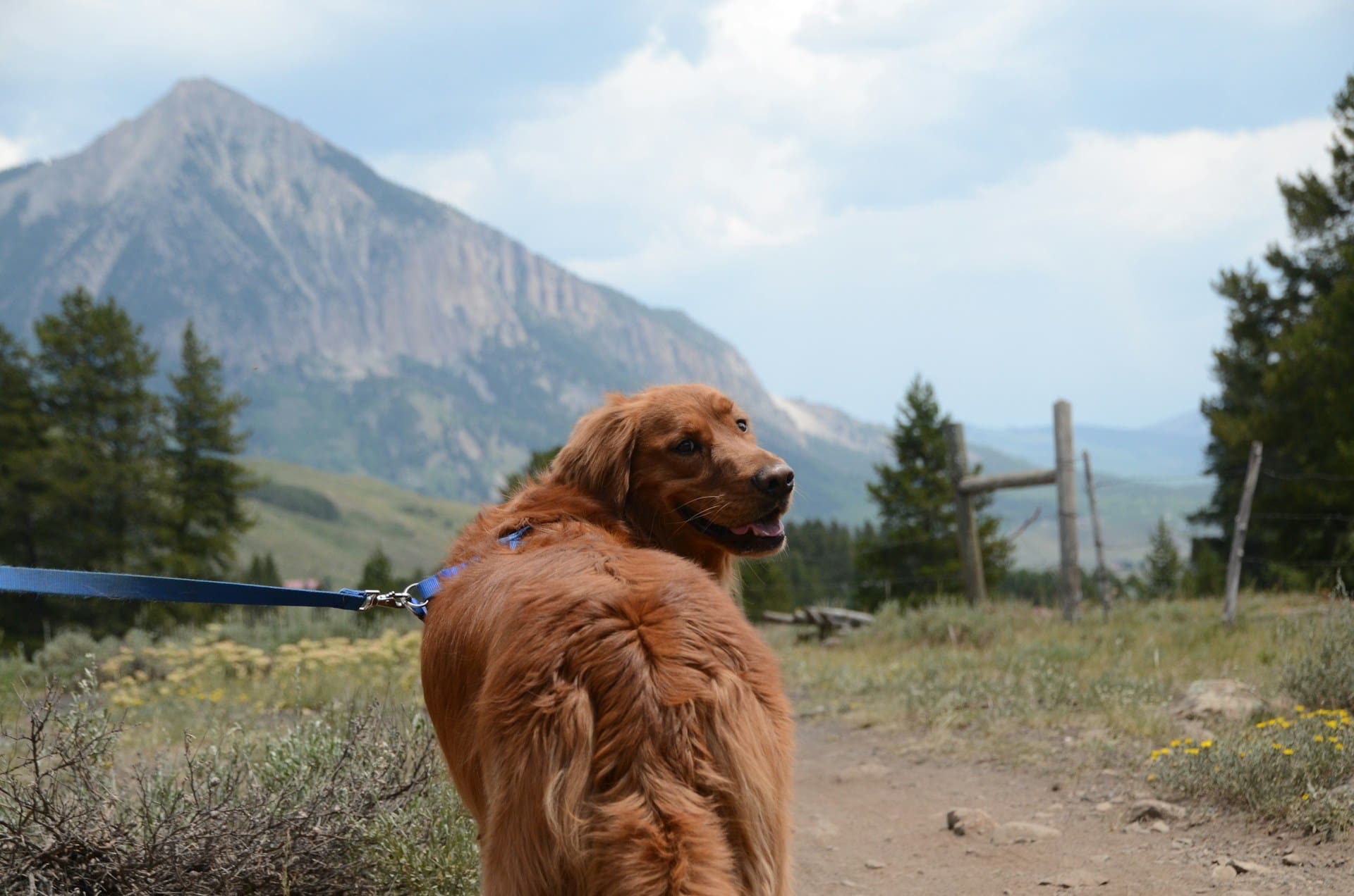 Oral-nasal fistula in dogs can lead to serious health issues.