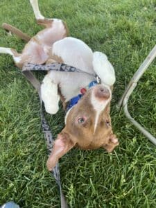 playful dog on leash laying on bag in grass
