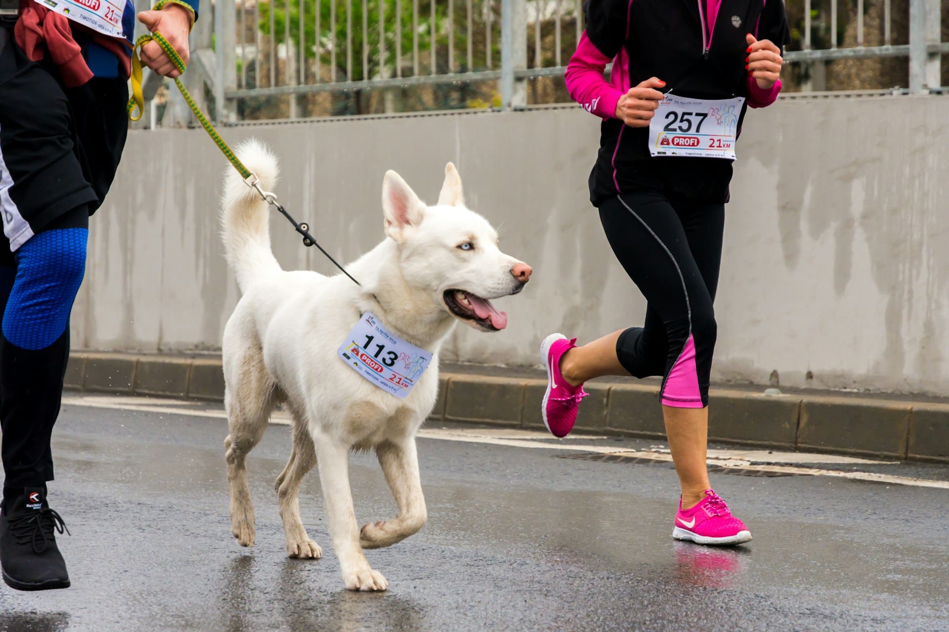 white dog running in marathon with owner
