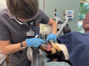 veterinarian performing a dental procedure on a sedated dog