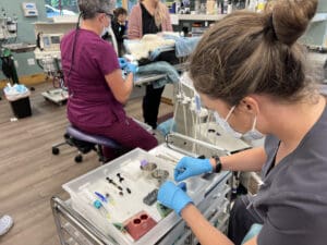 veterinary residents treating patients at a vet dental clinic
