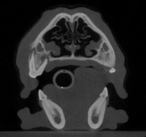signs of infected teeth in dogs