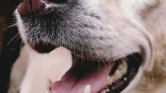 dental implants for pets