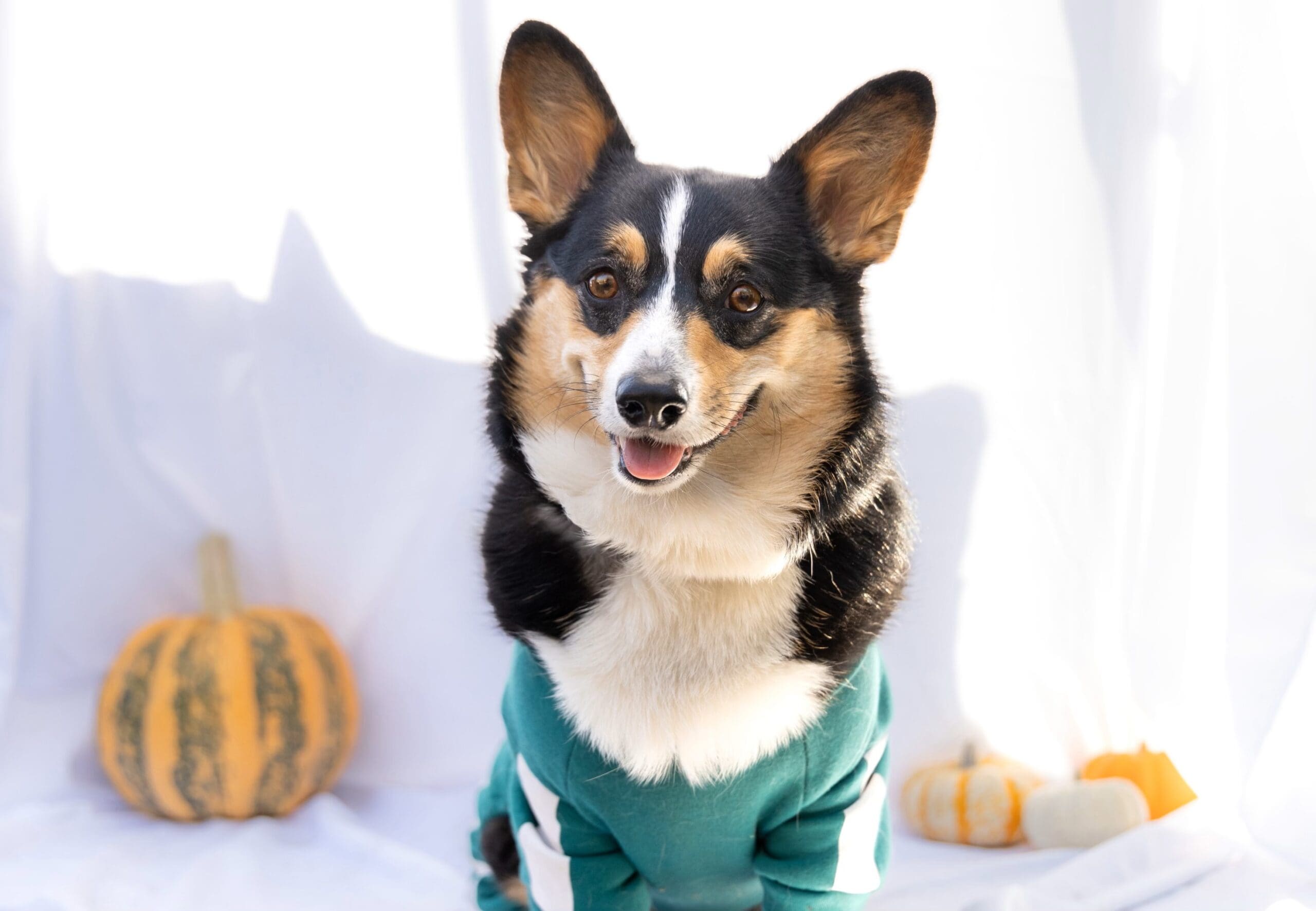 tour de corgi