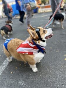 tour de corgi 