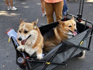 tour de corgi