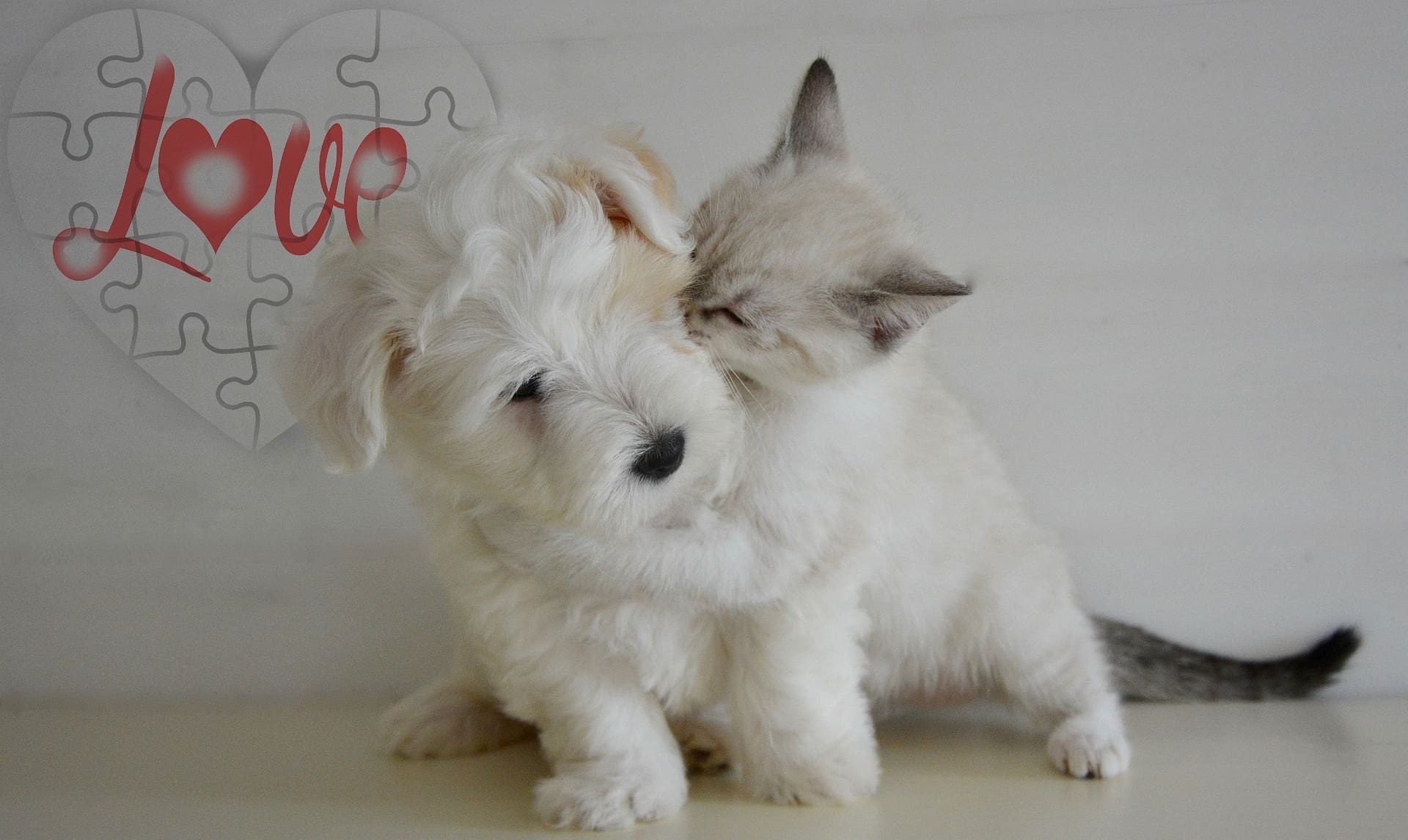 puppy and kitten teething