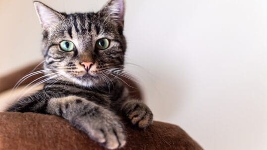 signs of oral pain in cats