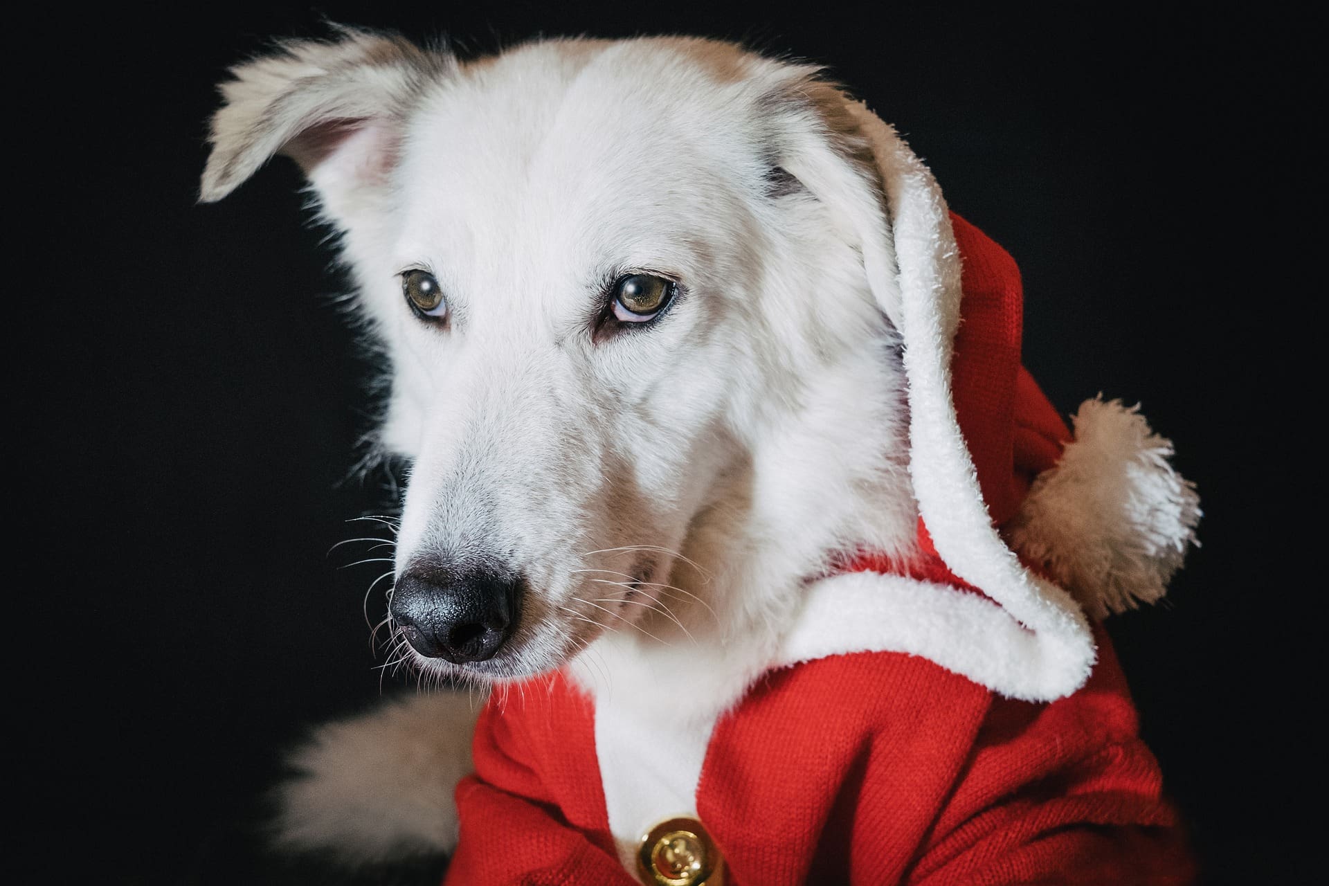 holiday dental trauma for pets