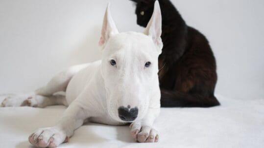 veterinary oral surgery and extractions