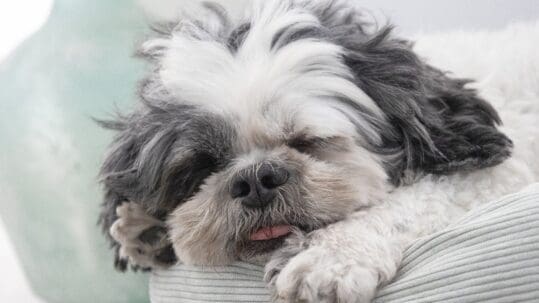 pet oral surgery aftercare