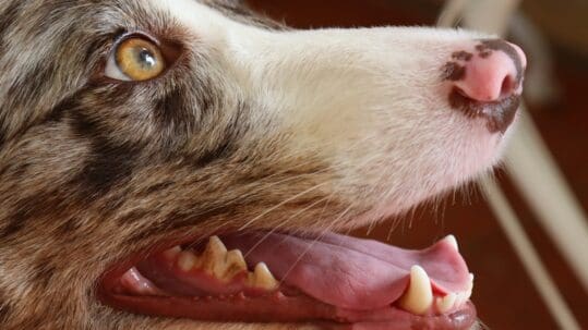 pet tooth extraction