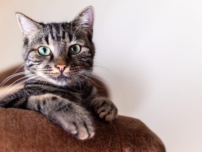 cat anesthetized dental cleaning