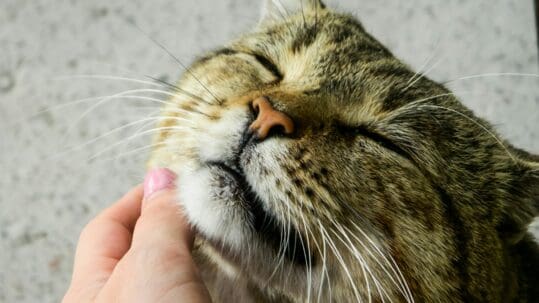 A person is petting a cat's chin/neck and the cat is smiling